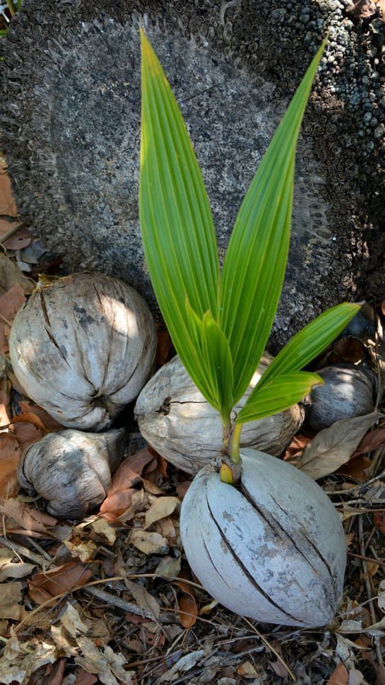 Coconut Seedlings